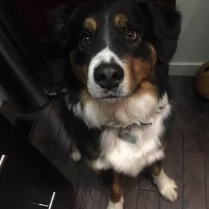 Meet your Posher, Abby